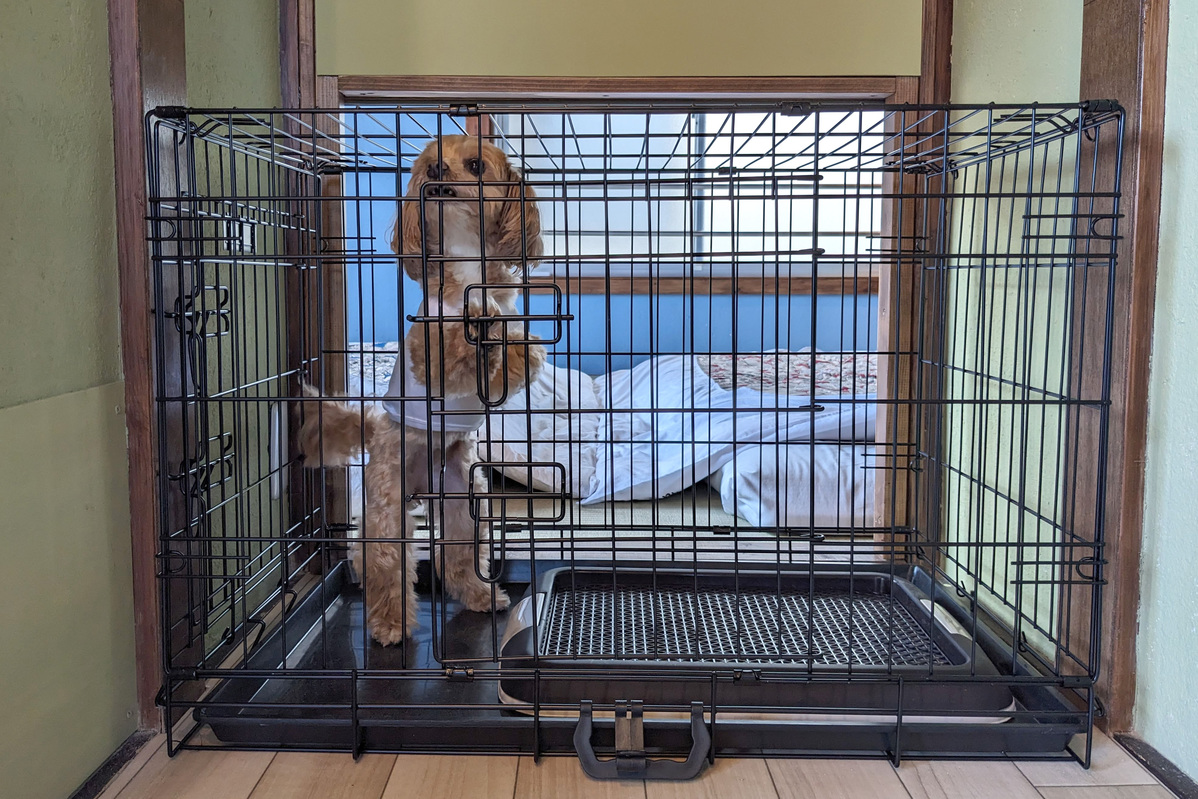 pet image 1