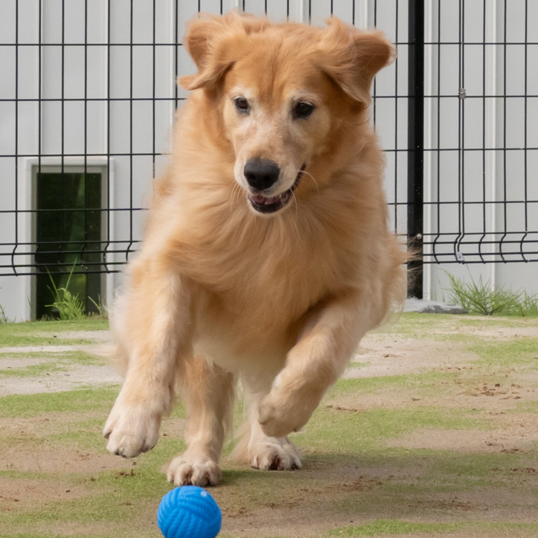 pet image 1