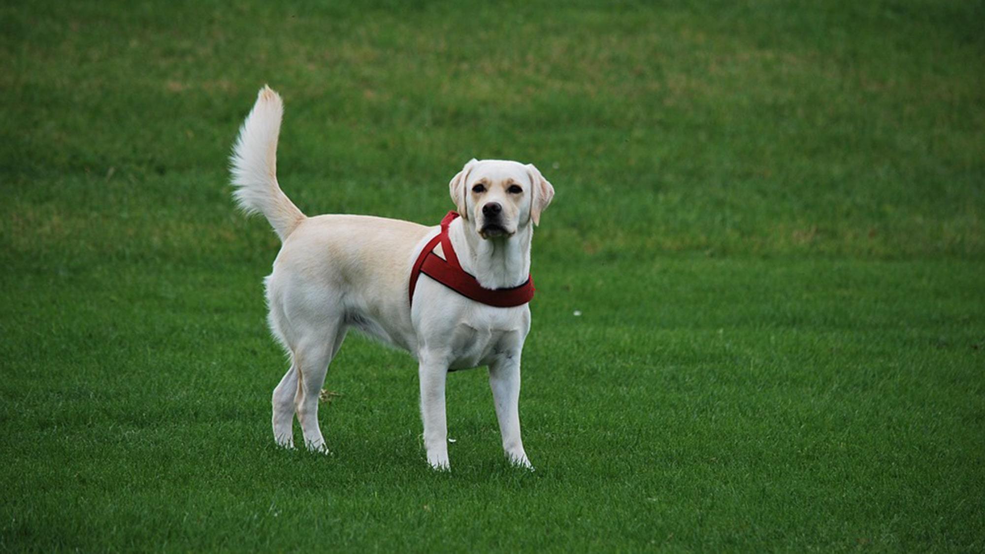 pet image 1