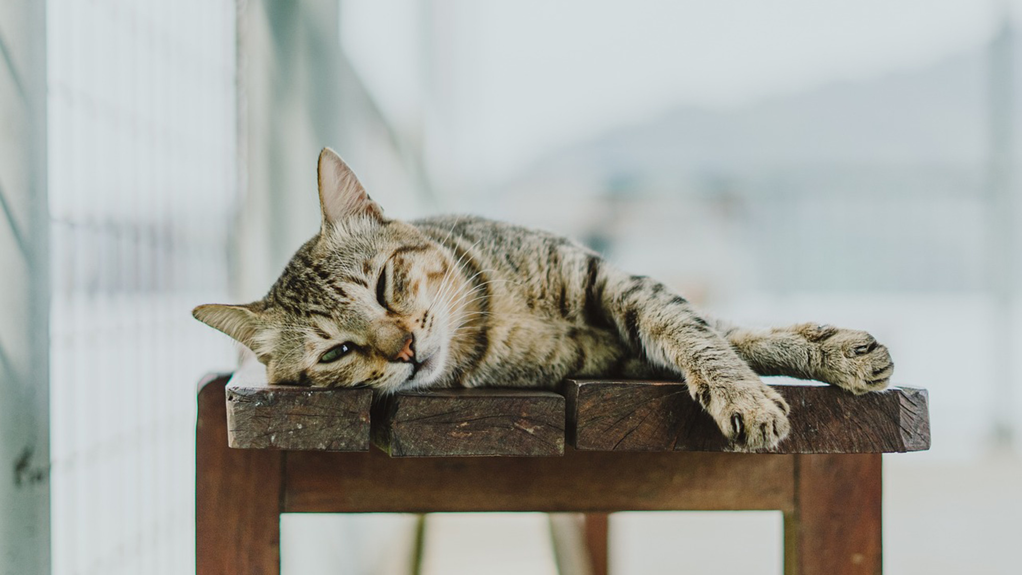 pet image 1
