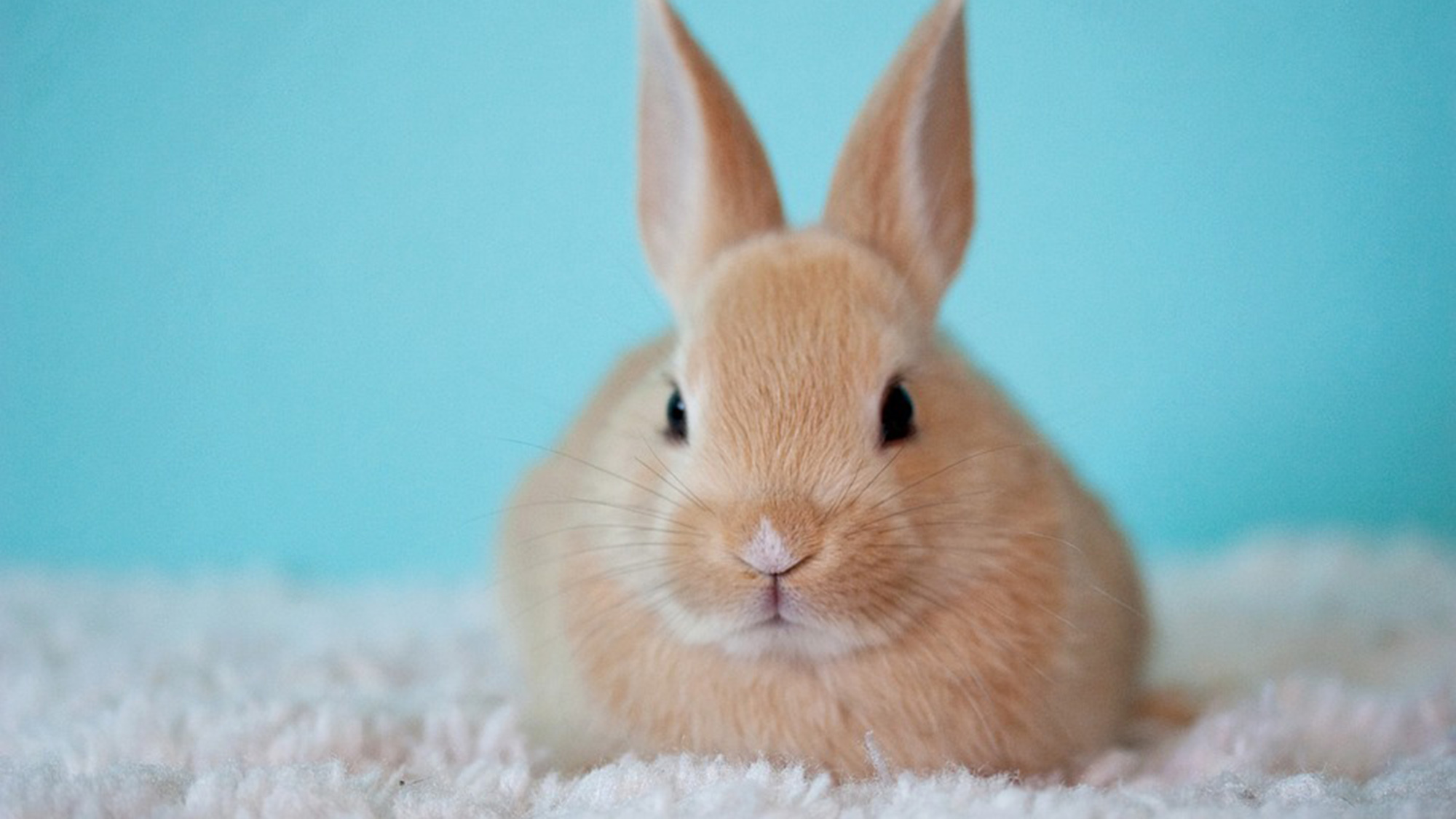 pet image 1