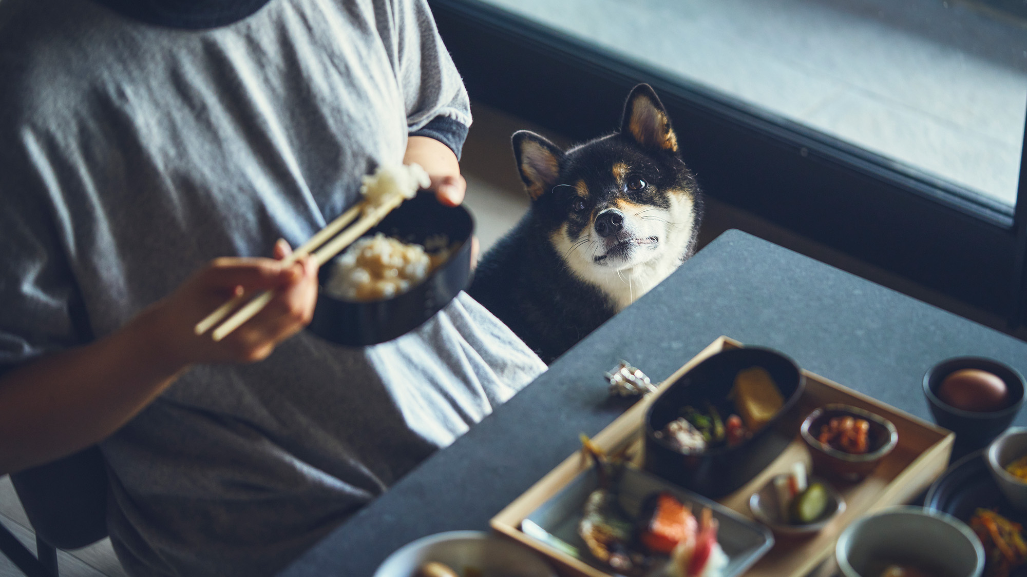pet image 1