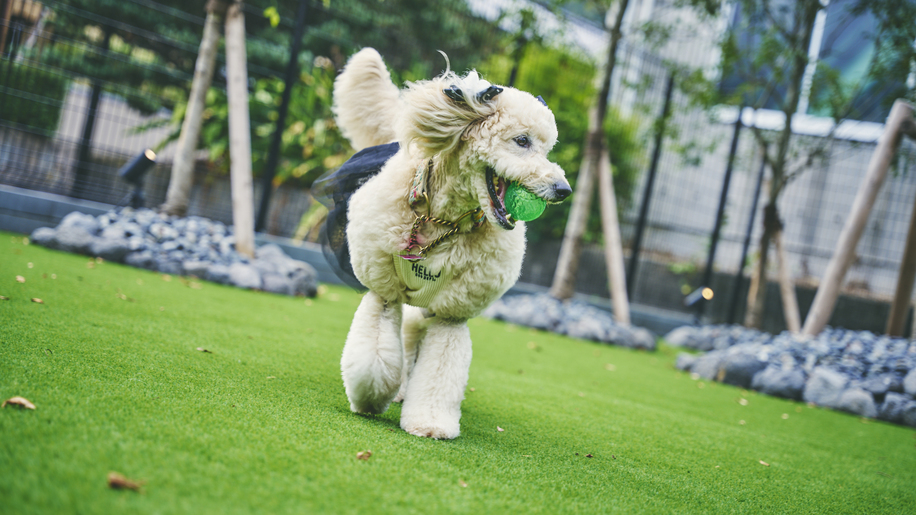 pet image 1
