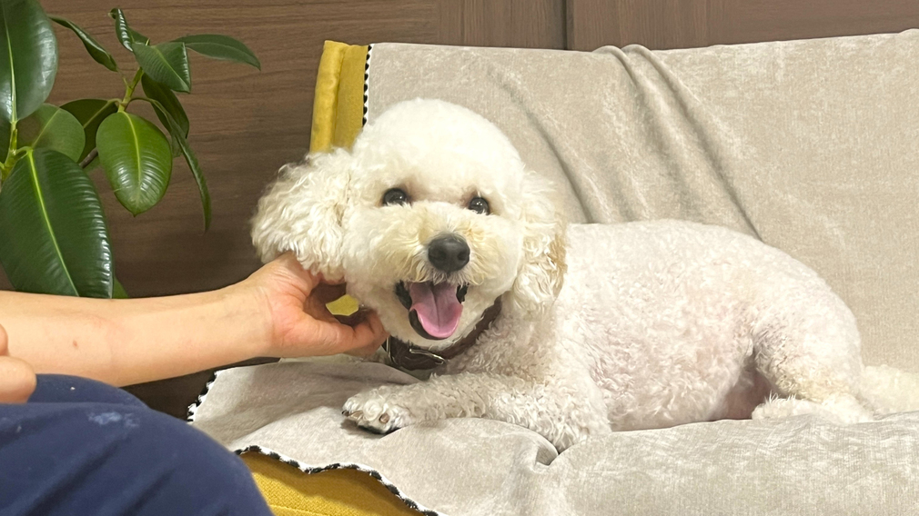 pet image 1