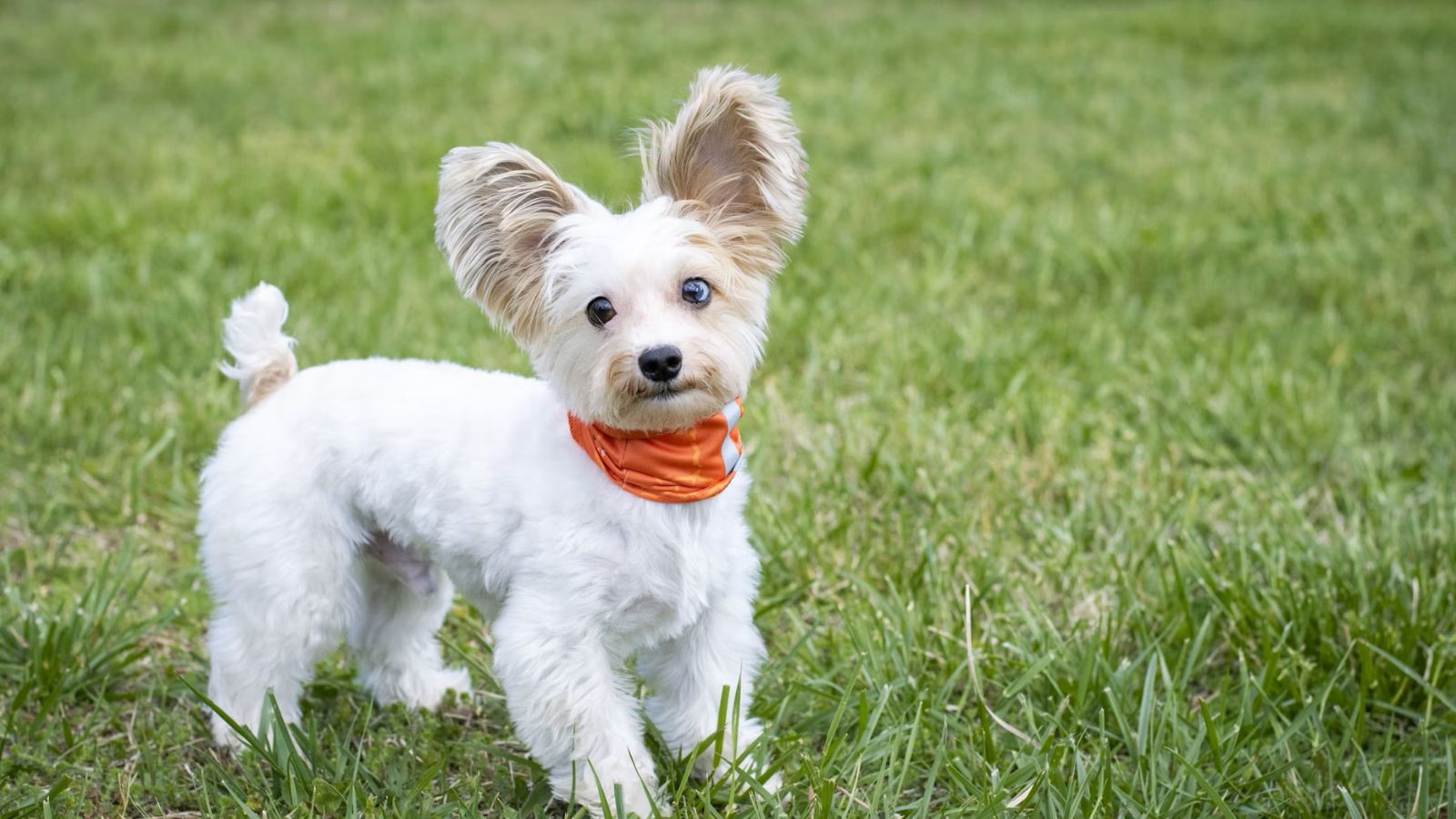 pet image 1