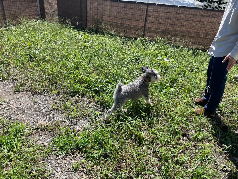 pet image 1