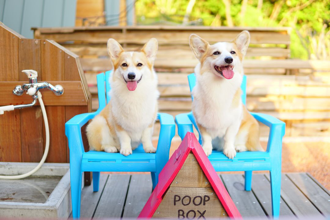 pet image 1