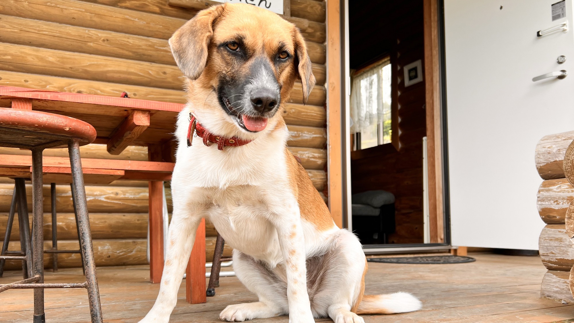 pet image 1
