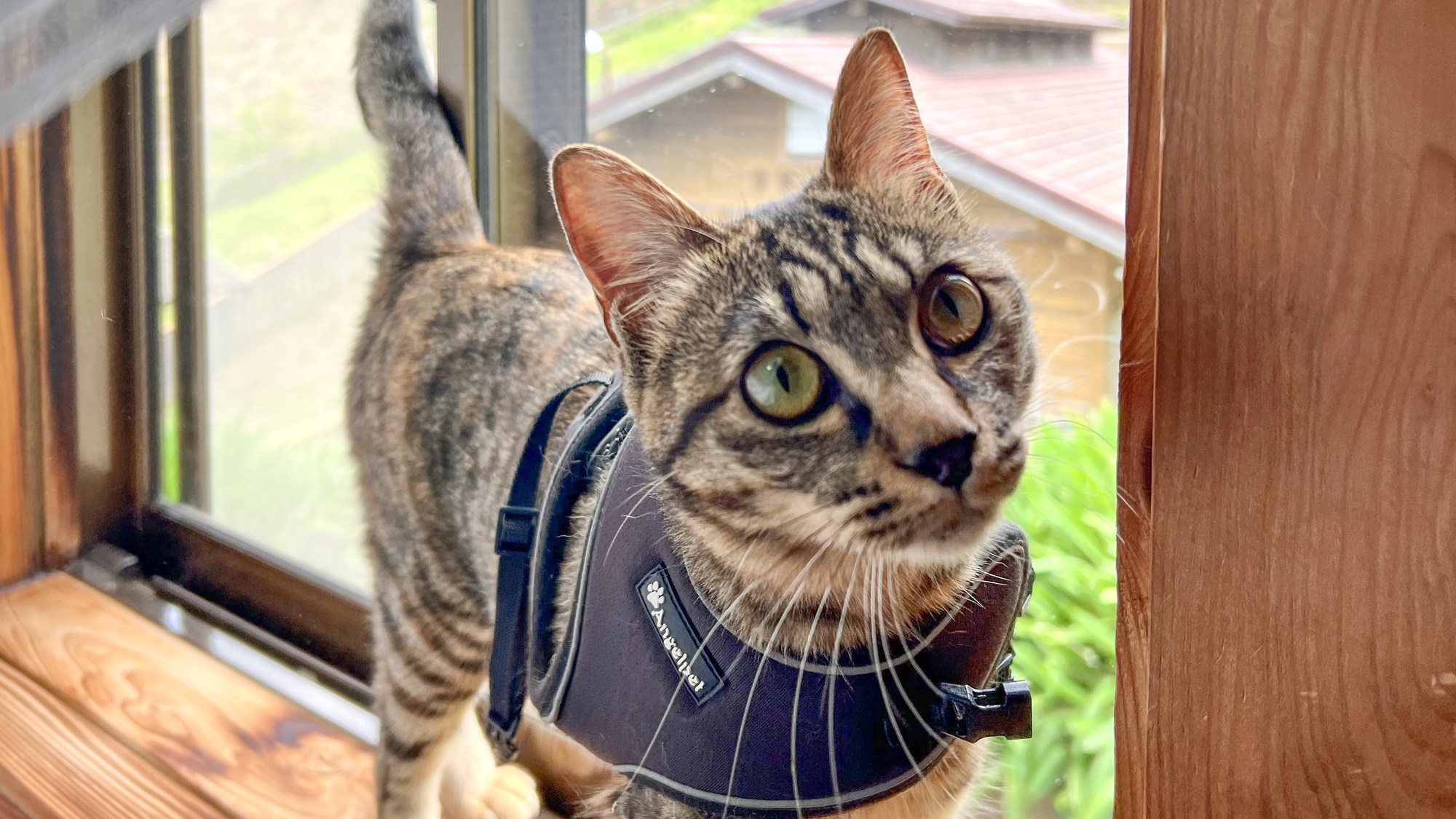 pet image 1