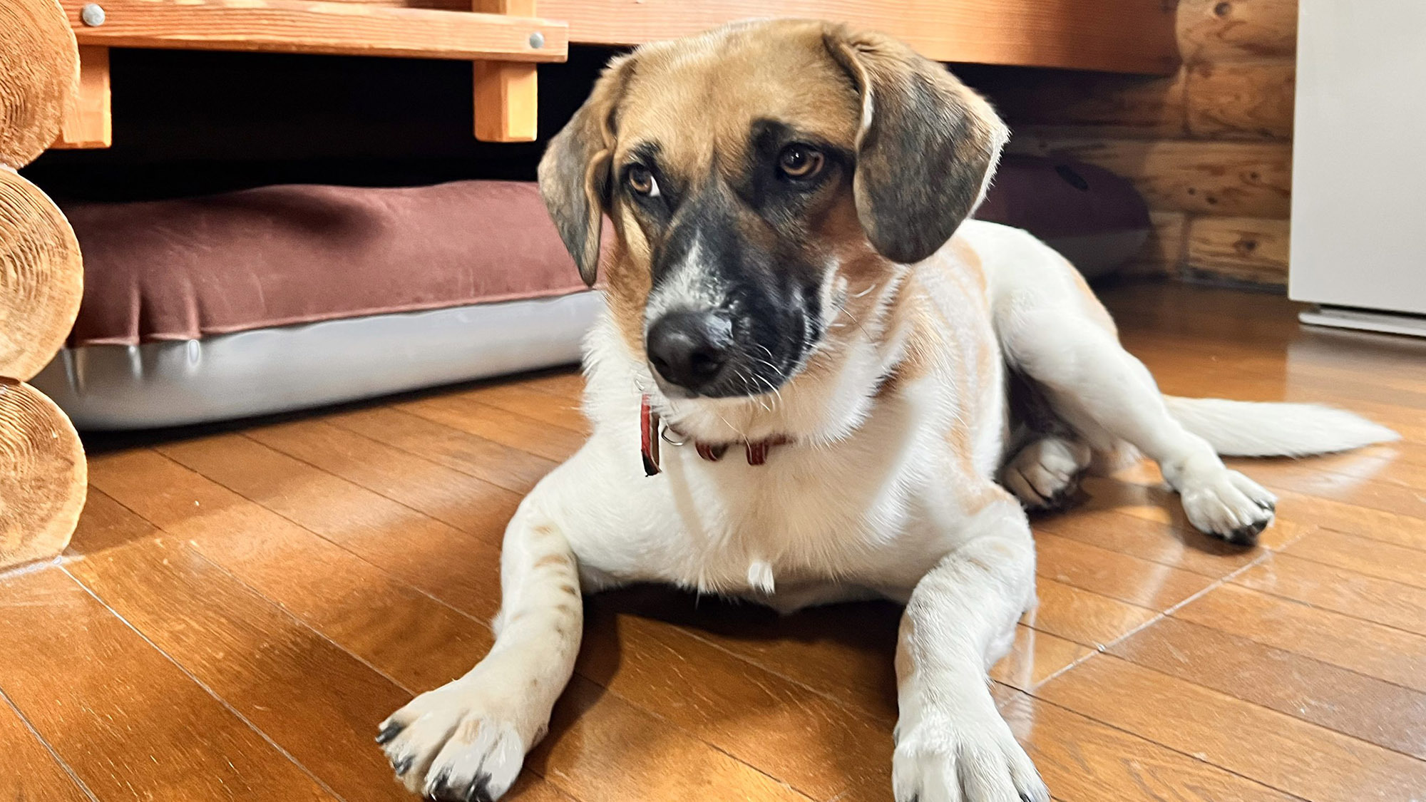 pet image 1