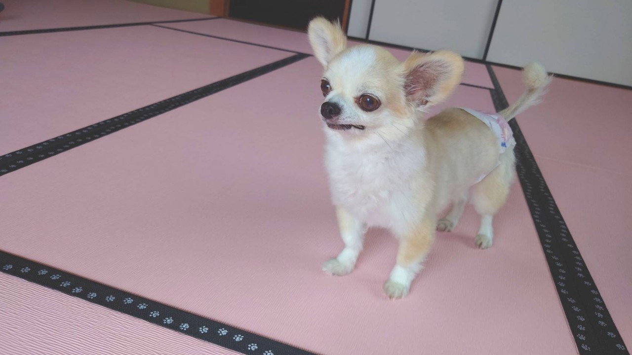 pet image 1