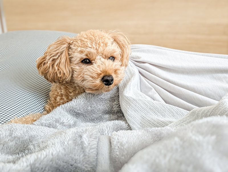 pet image 1