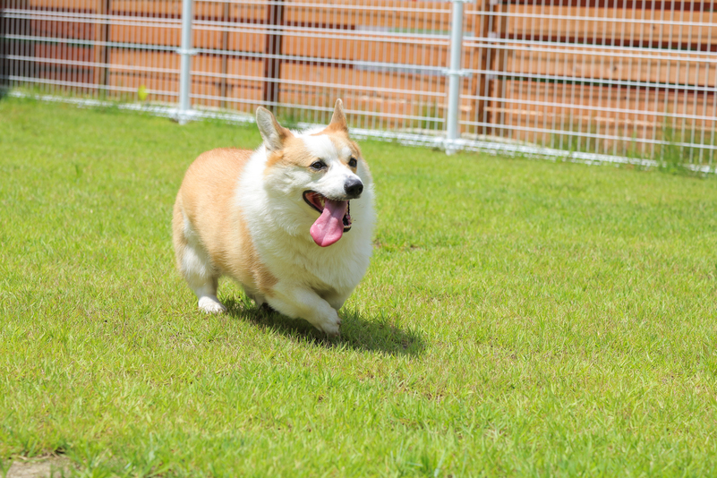 pet image 1