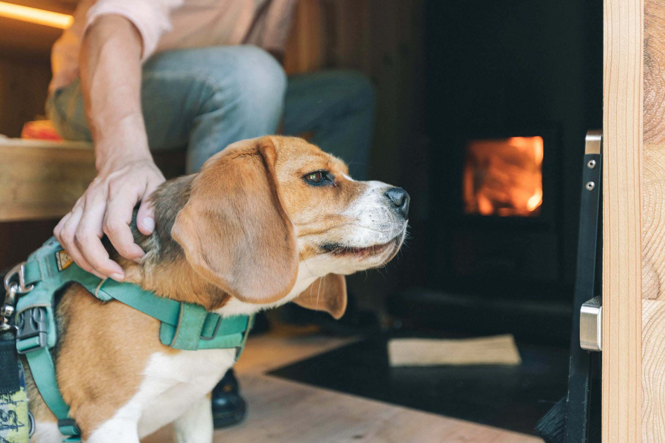 pet image 1