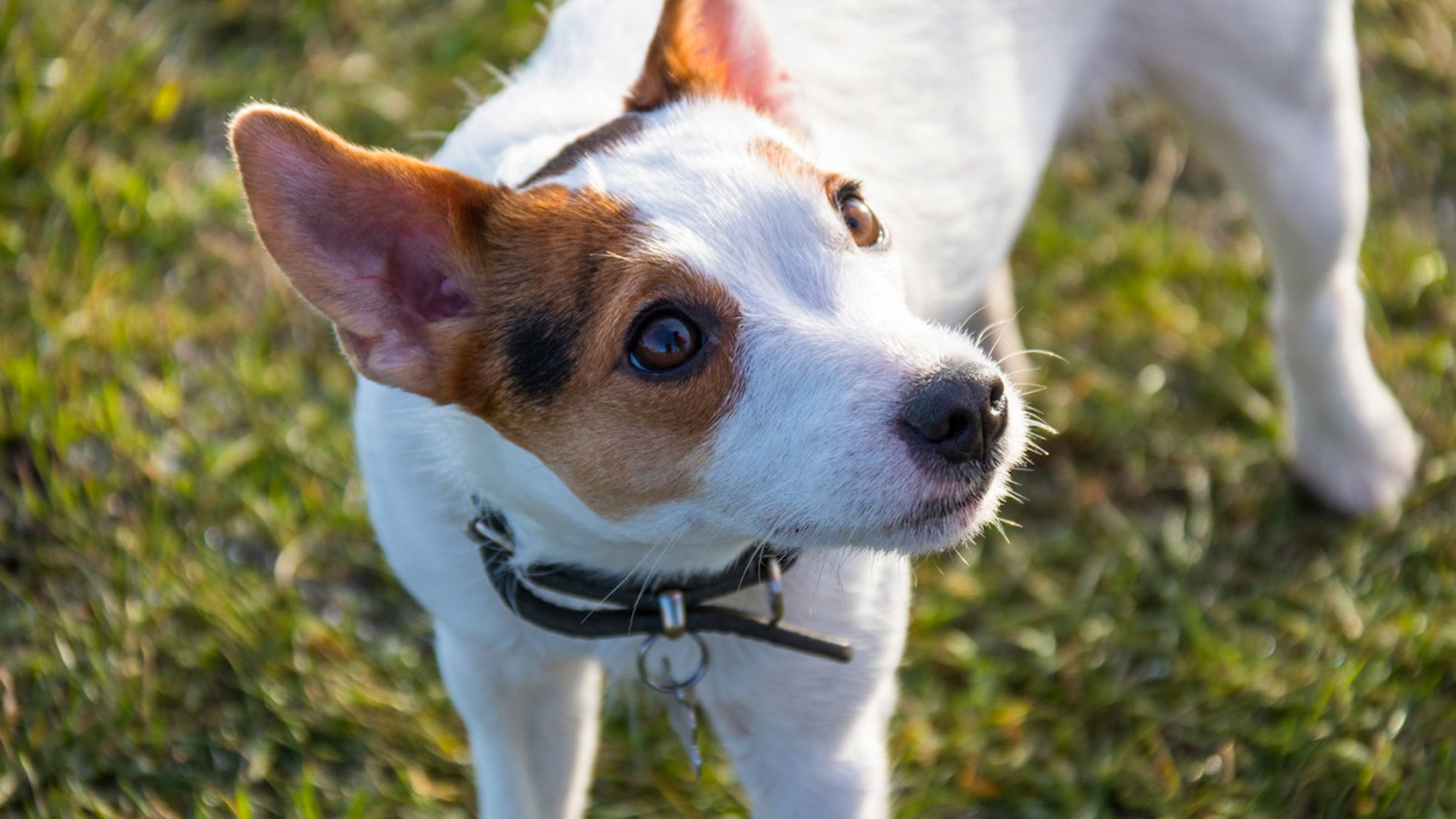 pet image 1