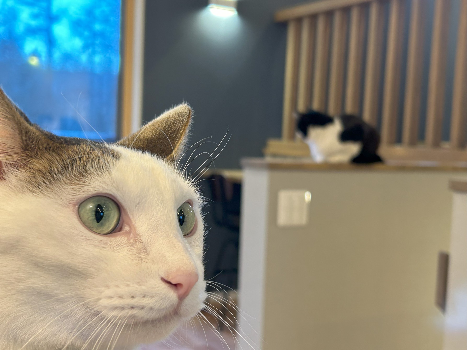 pet image 1