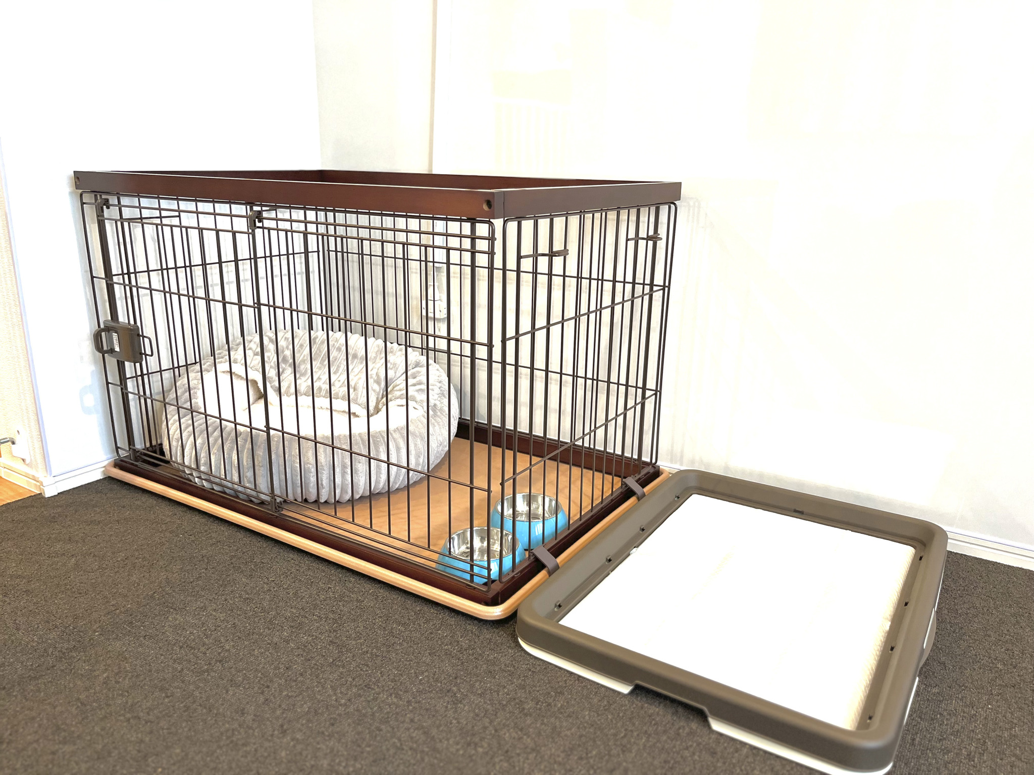pet image 1
