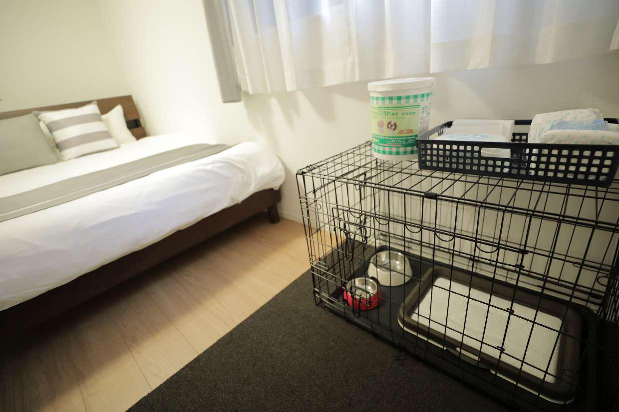 pet image 1