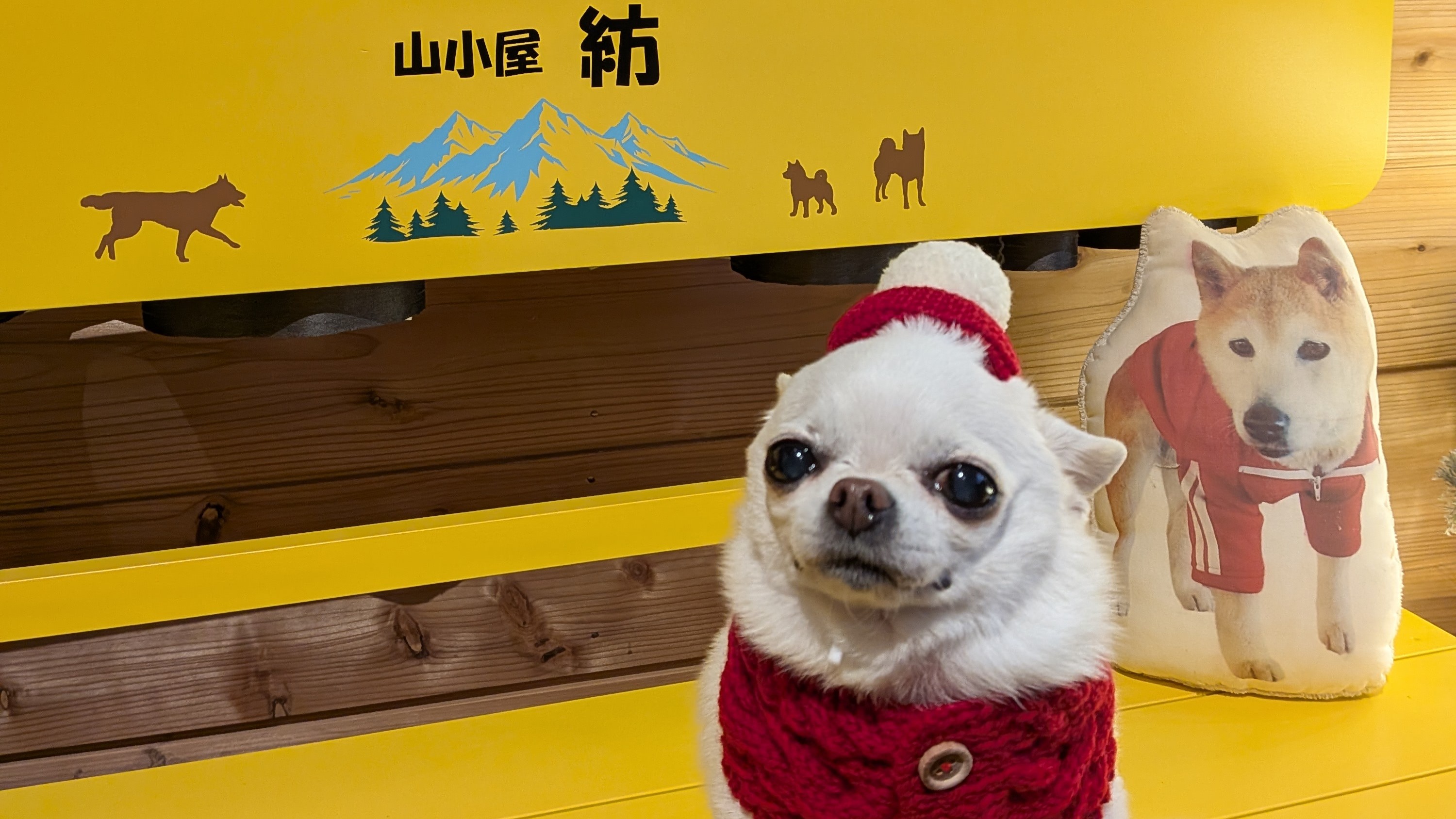 pet image 1