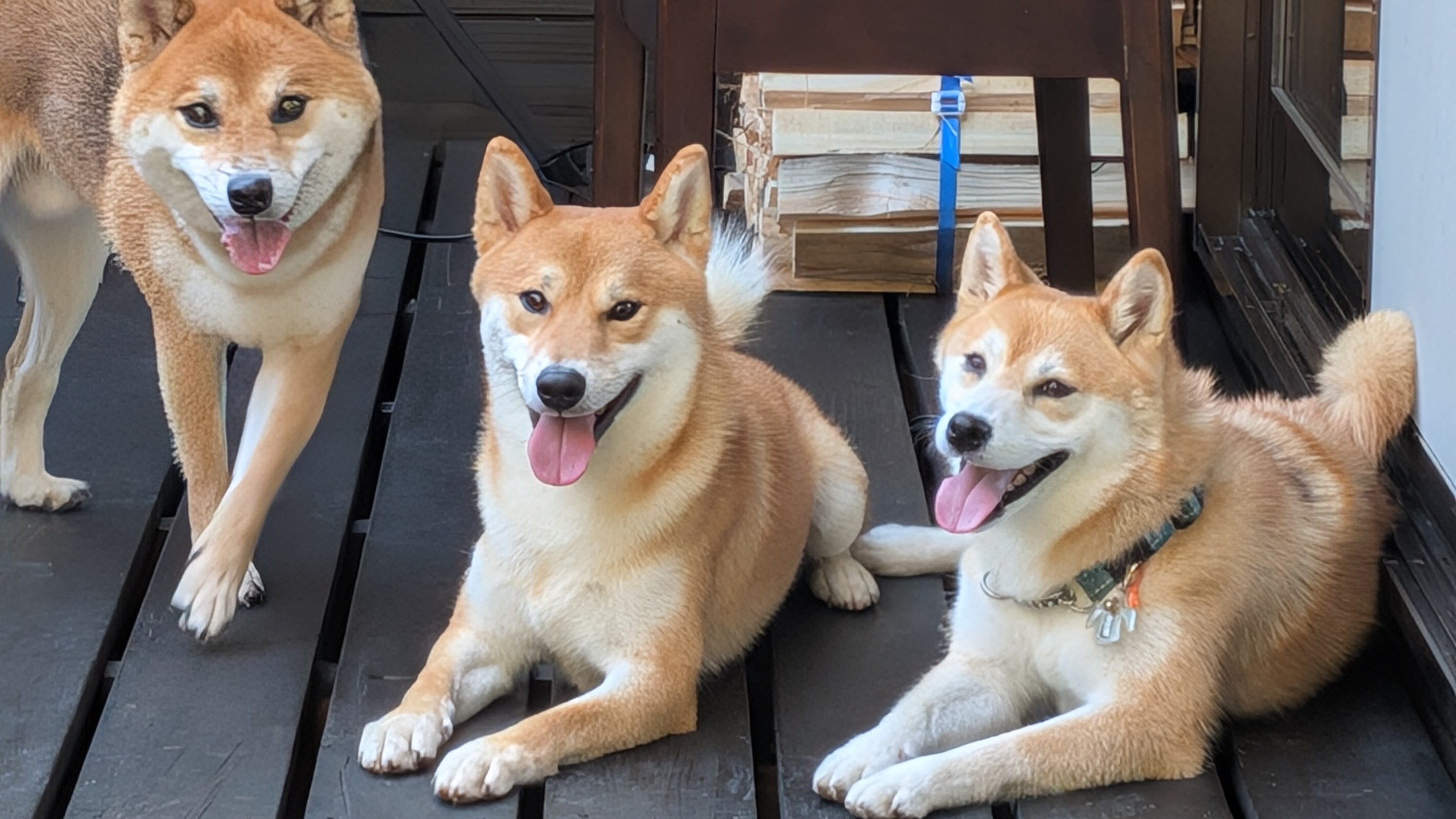 pet image 1