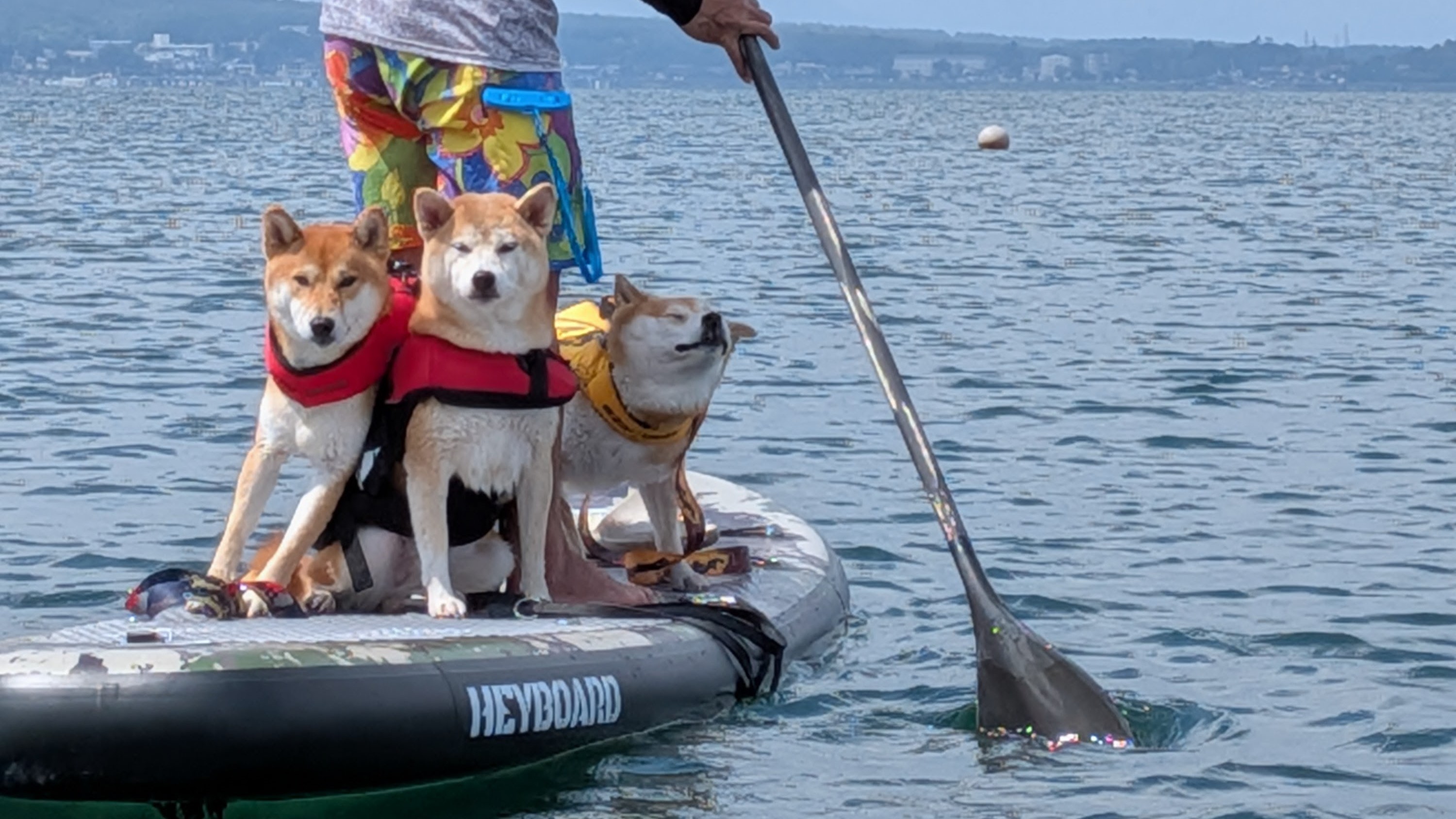 pet image 1