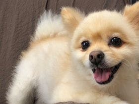 pet image 1