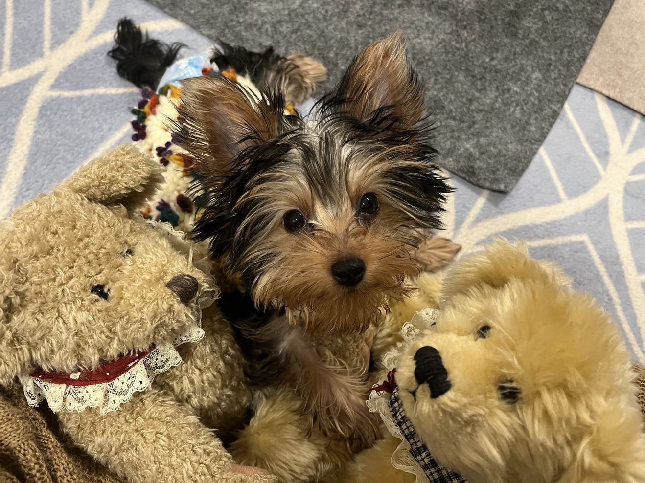 pet image 1