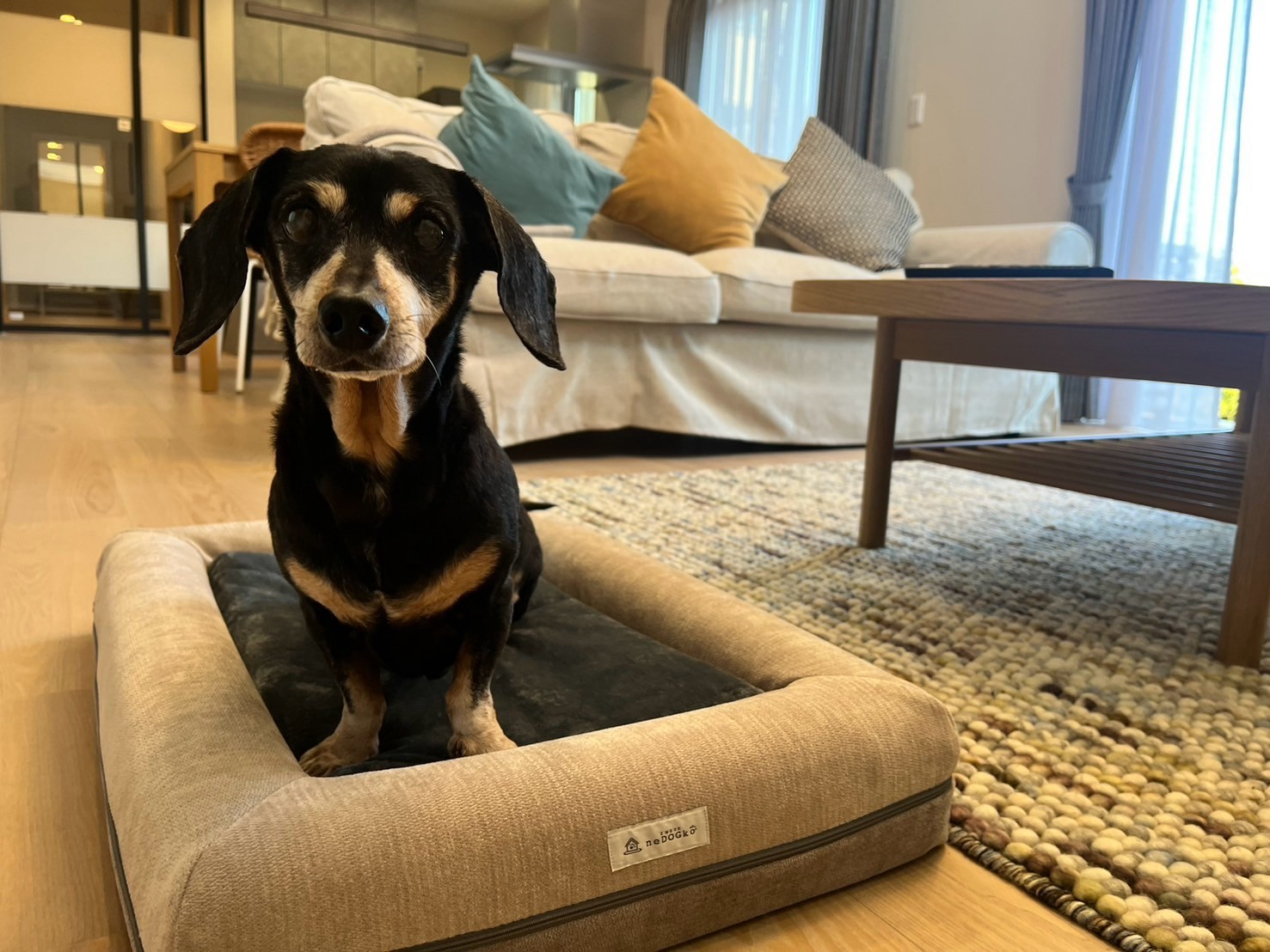 pet image 1