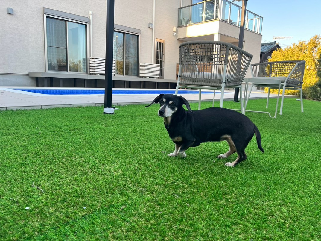 pet image 1
