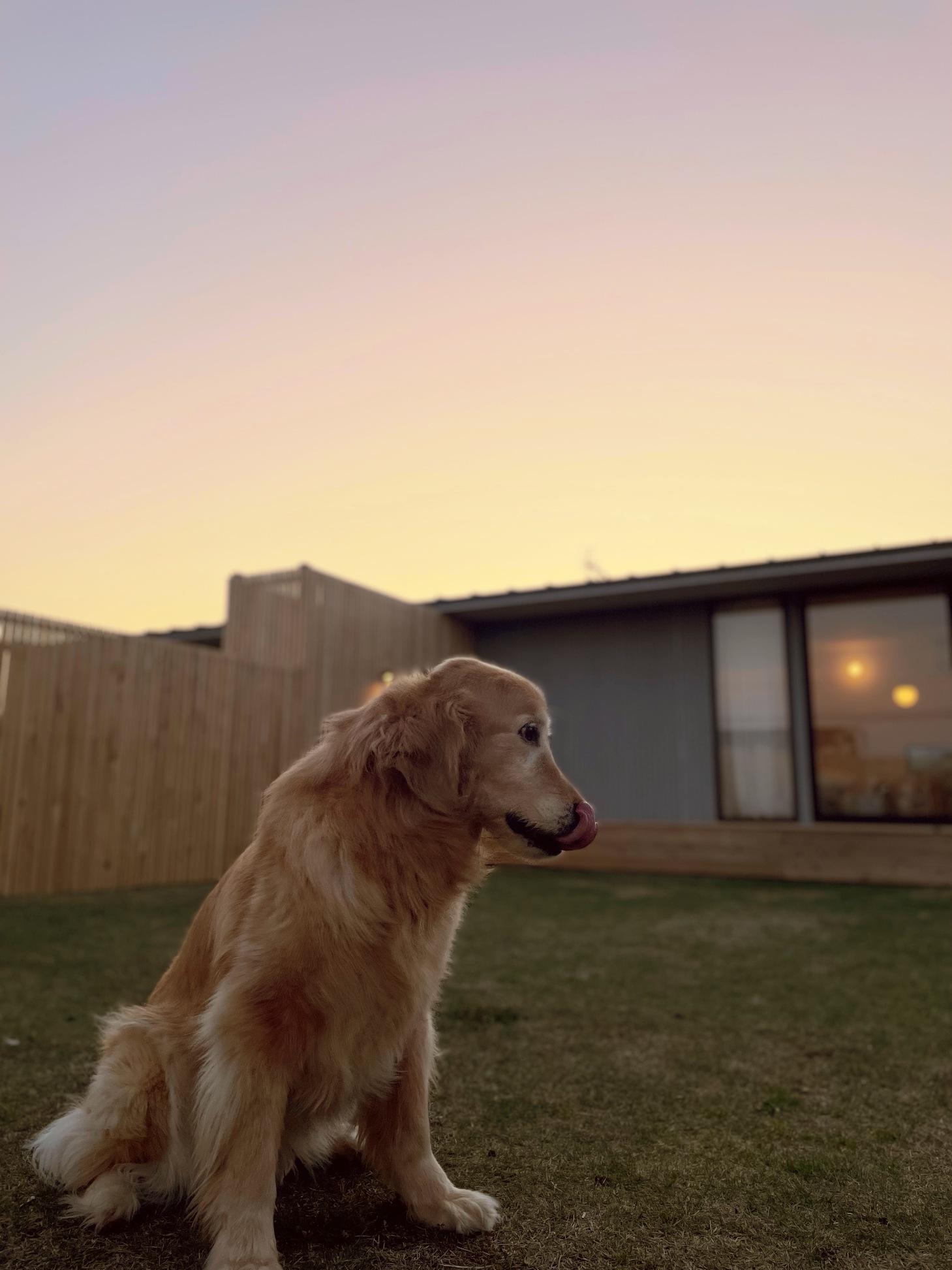 pet image 1