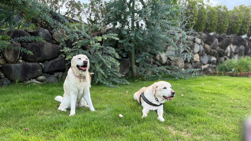 pet image 1