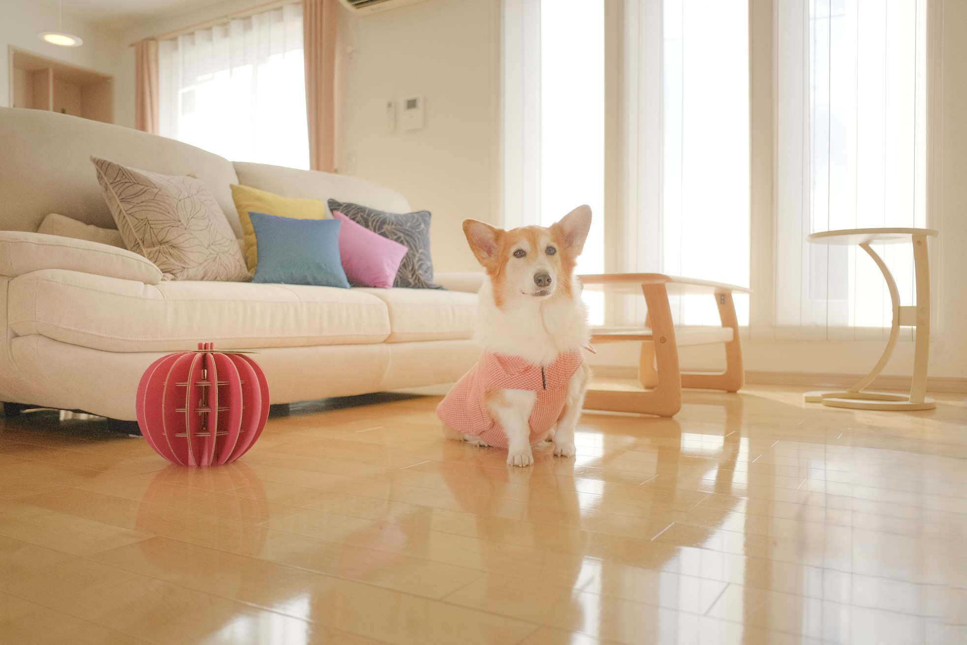 pet image 1