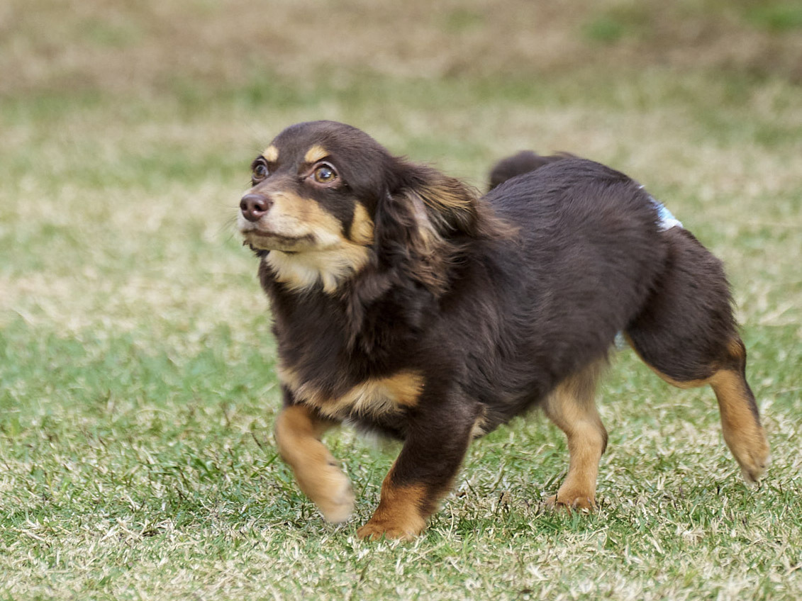pet image 1