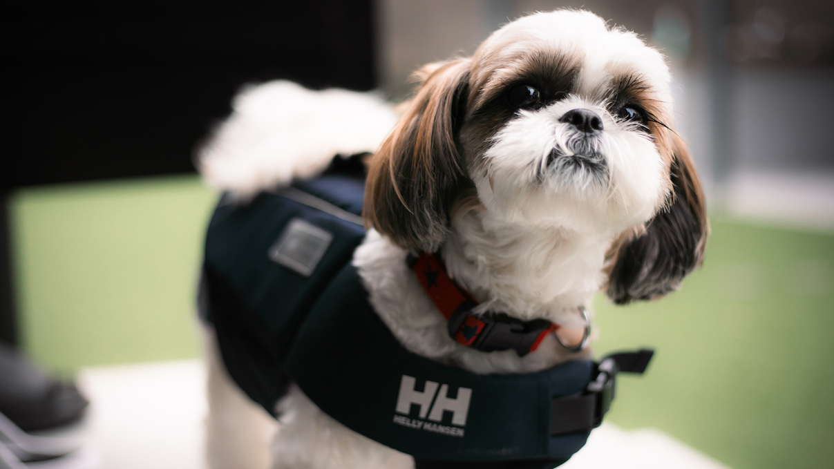 pet image 1