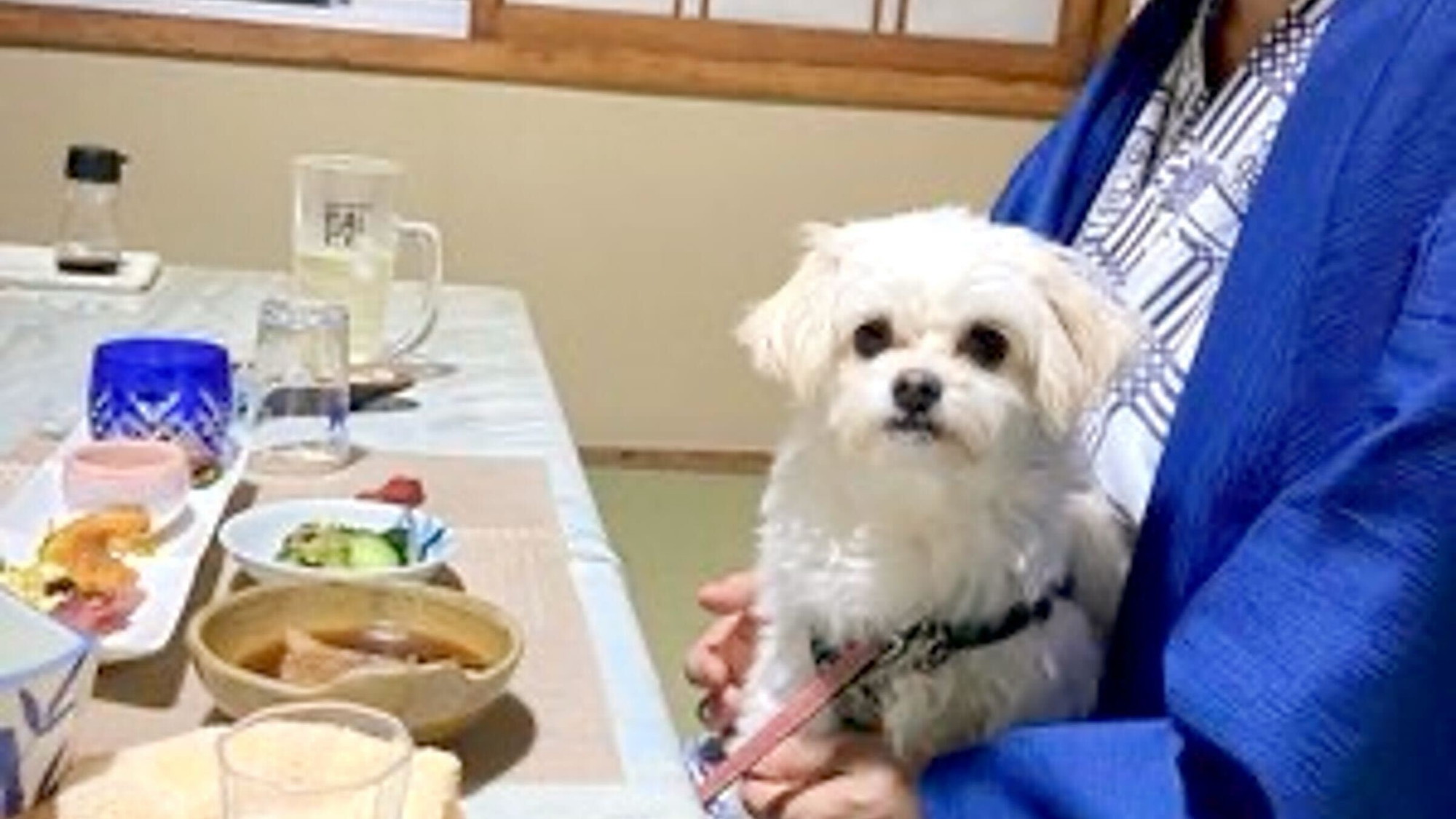pet image 1