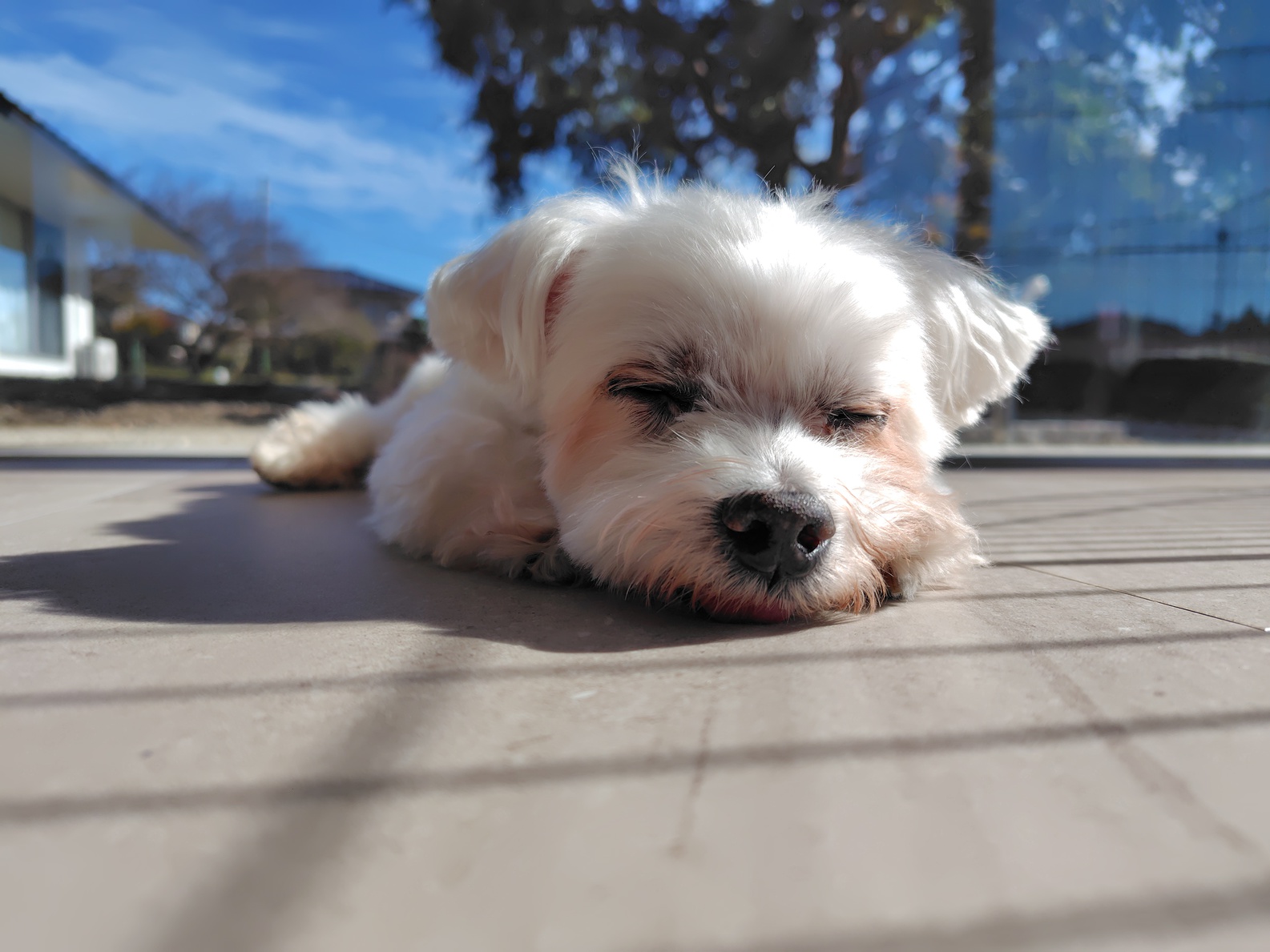 pet image 1