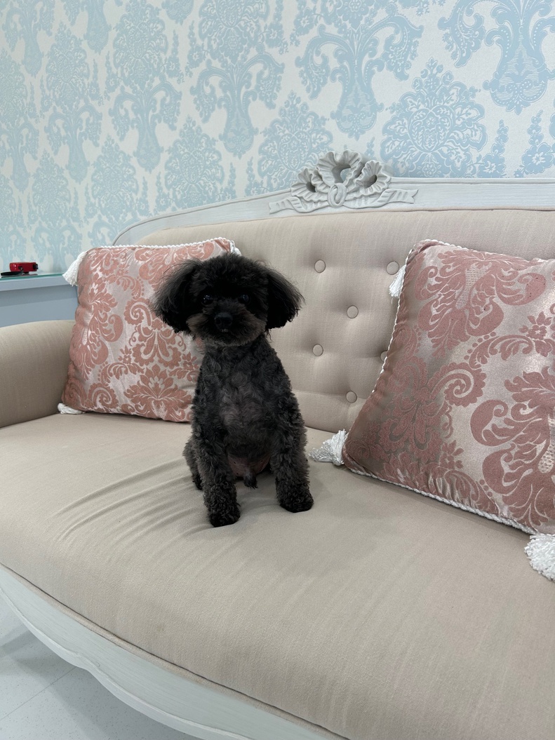 pet image 1