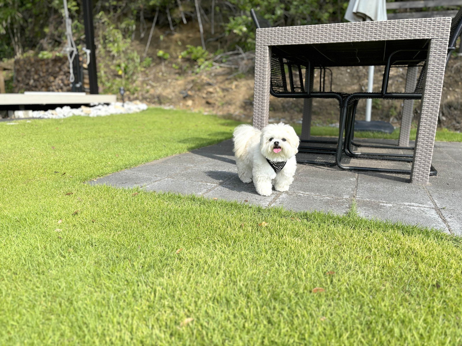 pet image 1