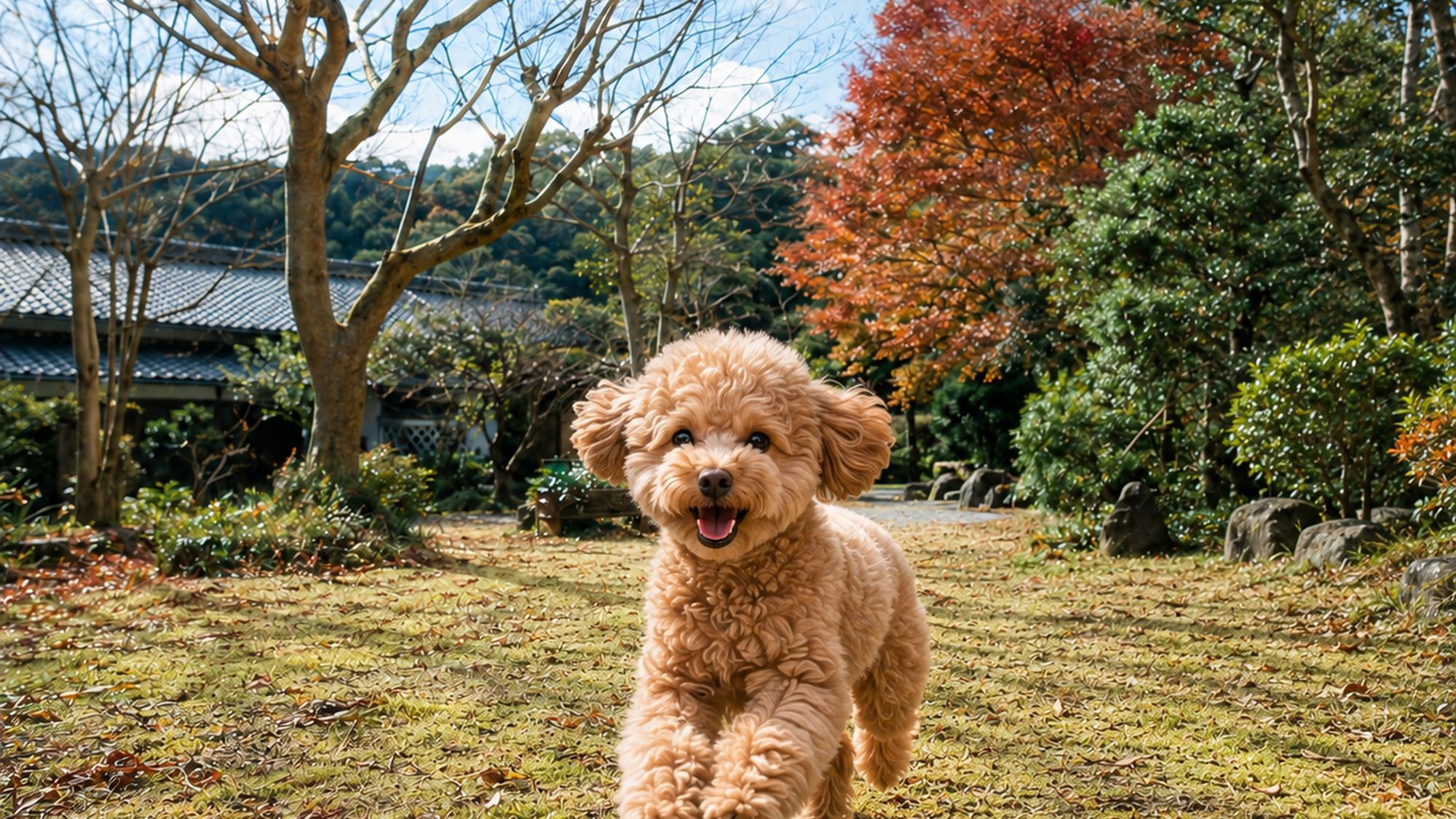 pet image 1