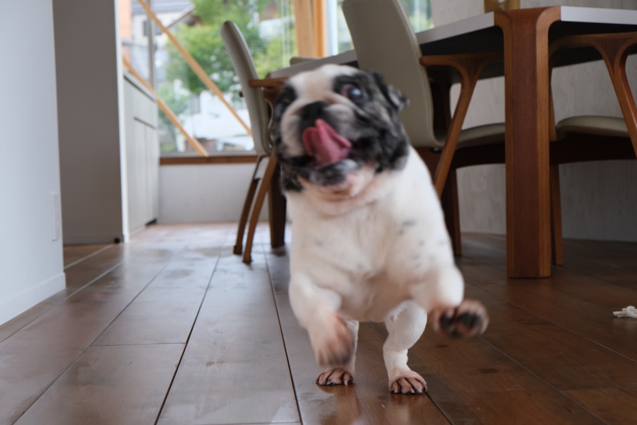pet image 1