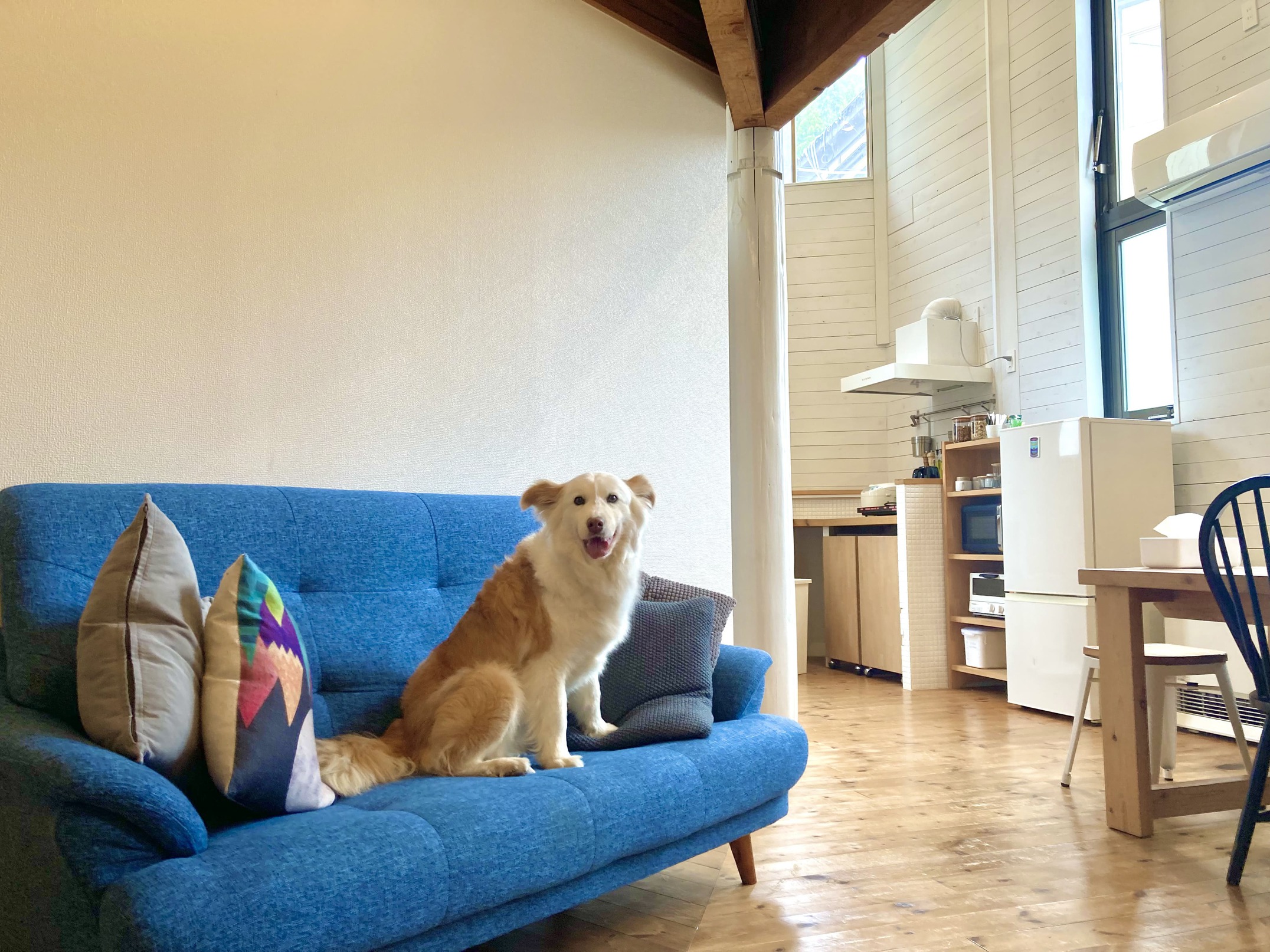 pet image 1