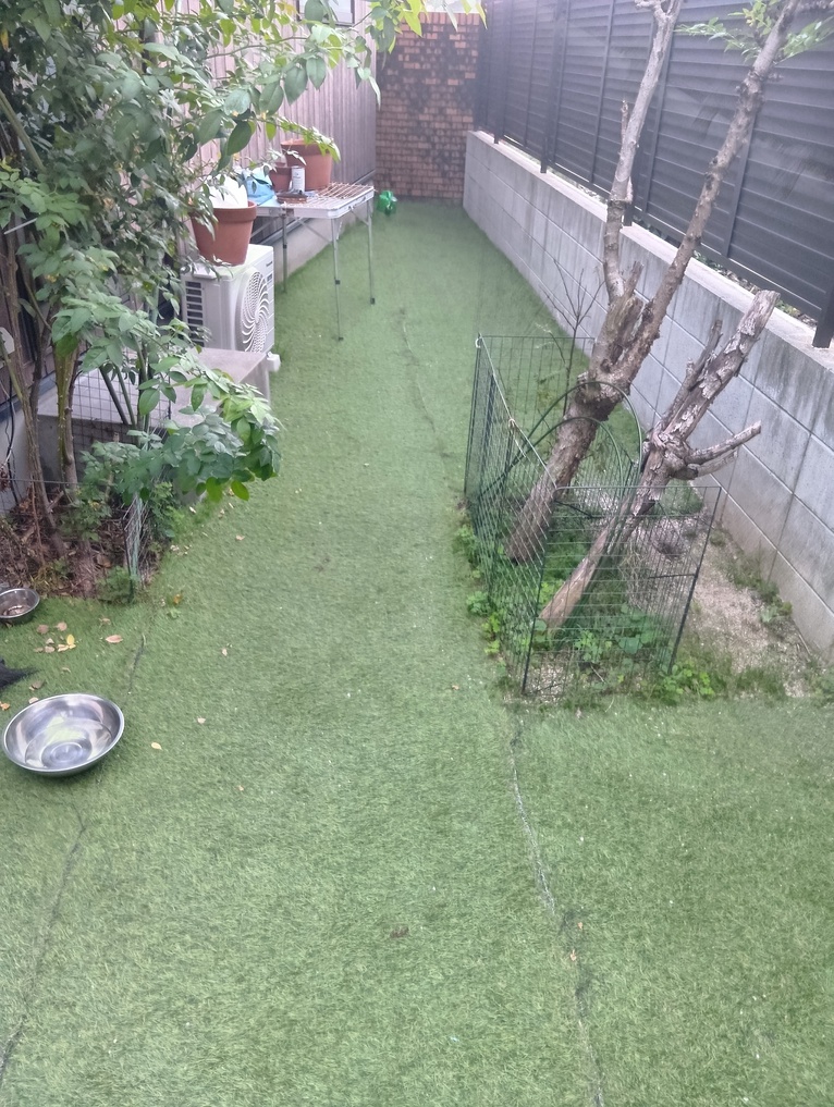 pet image 1