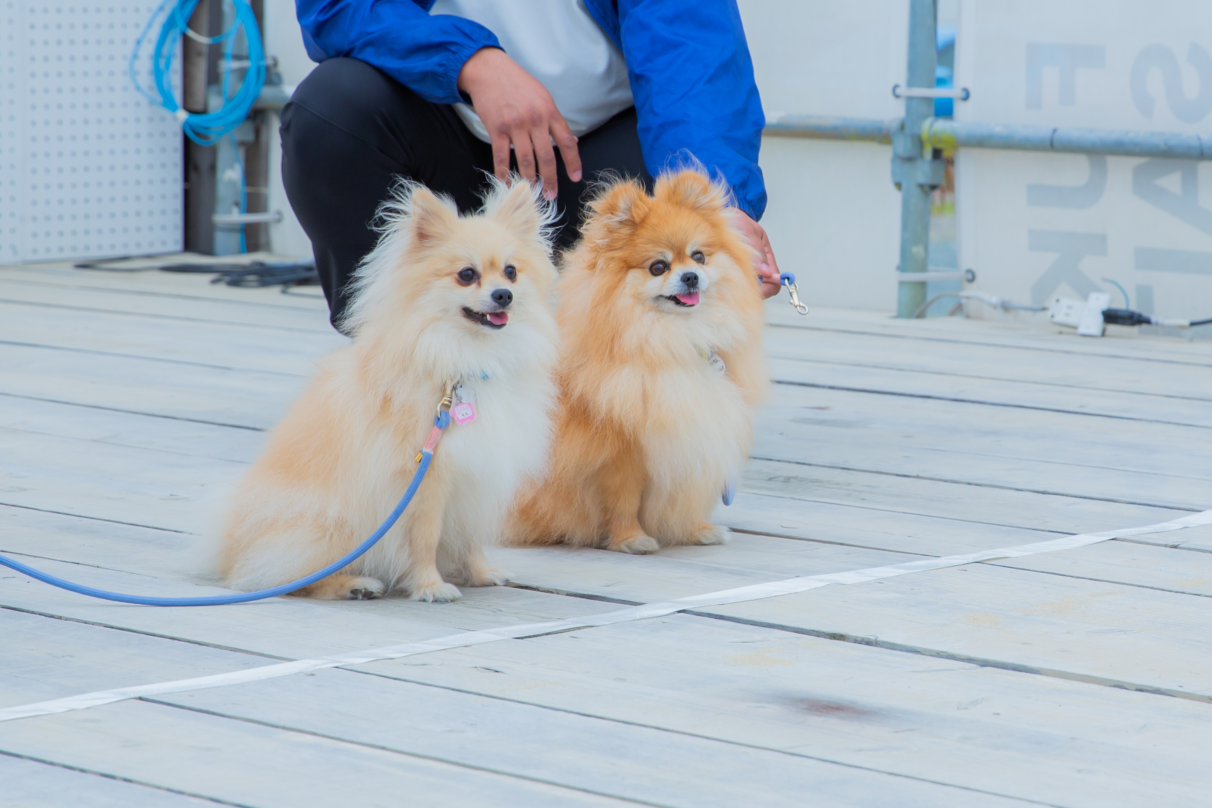 pet image 1