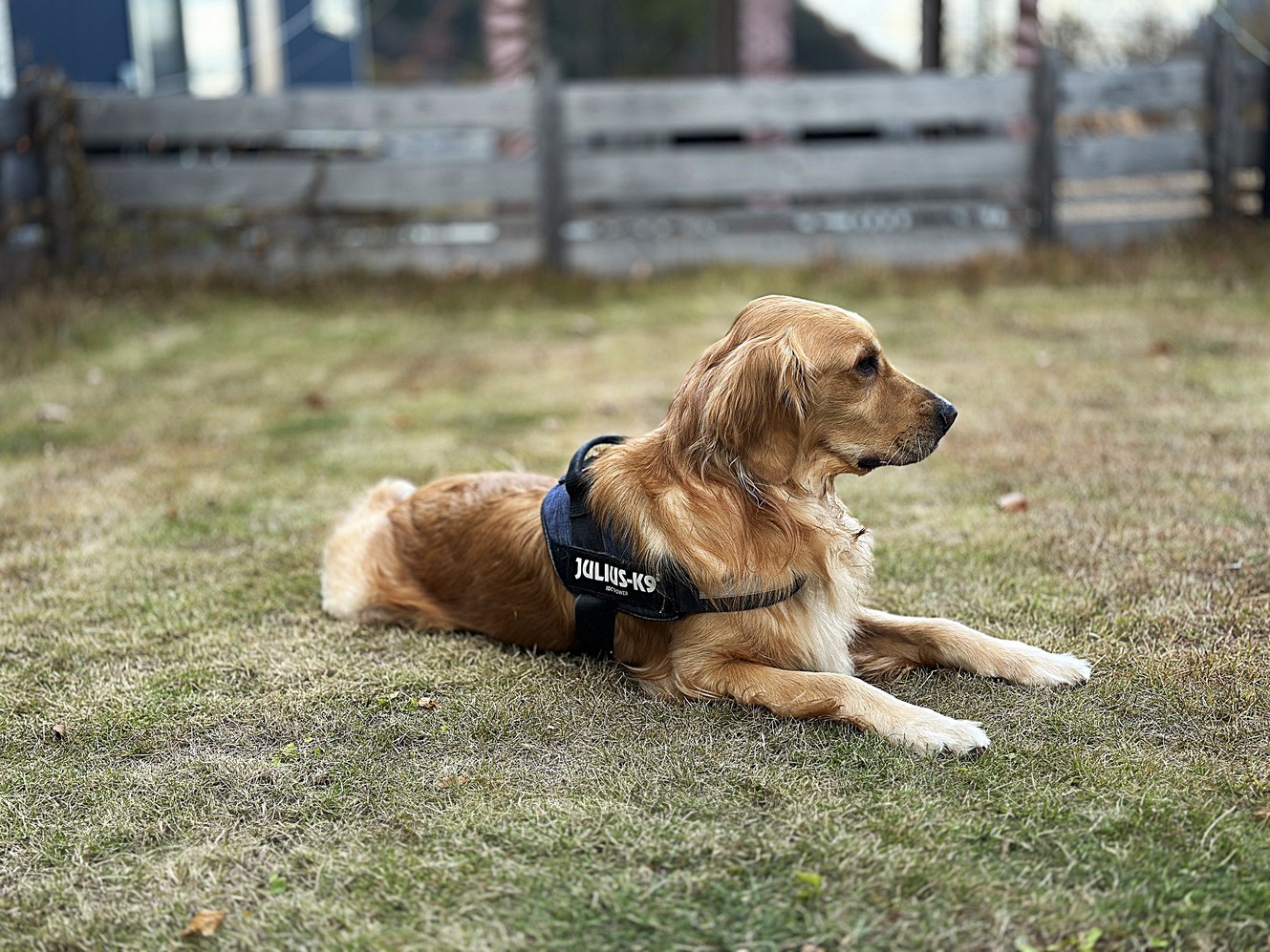 pet image 1