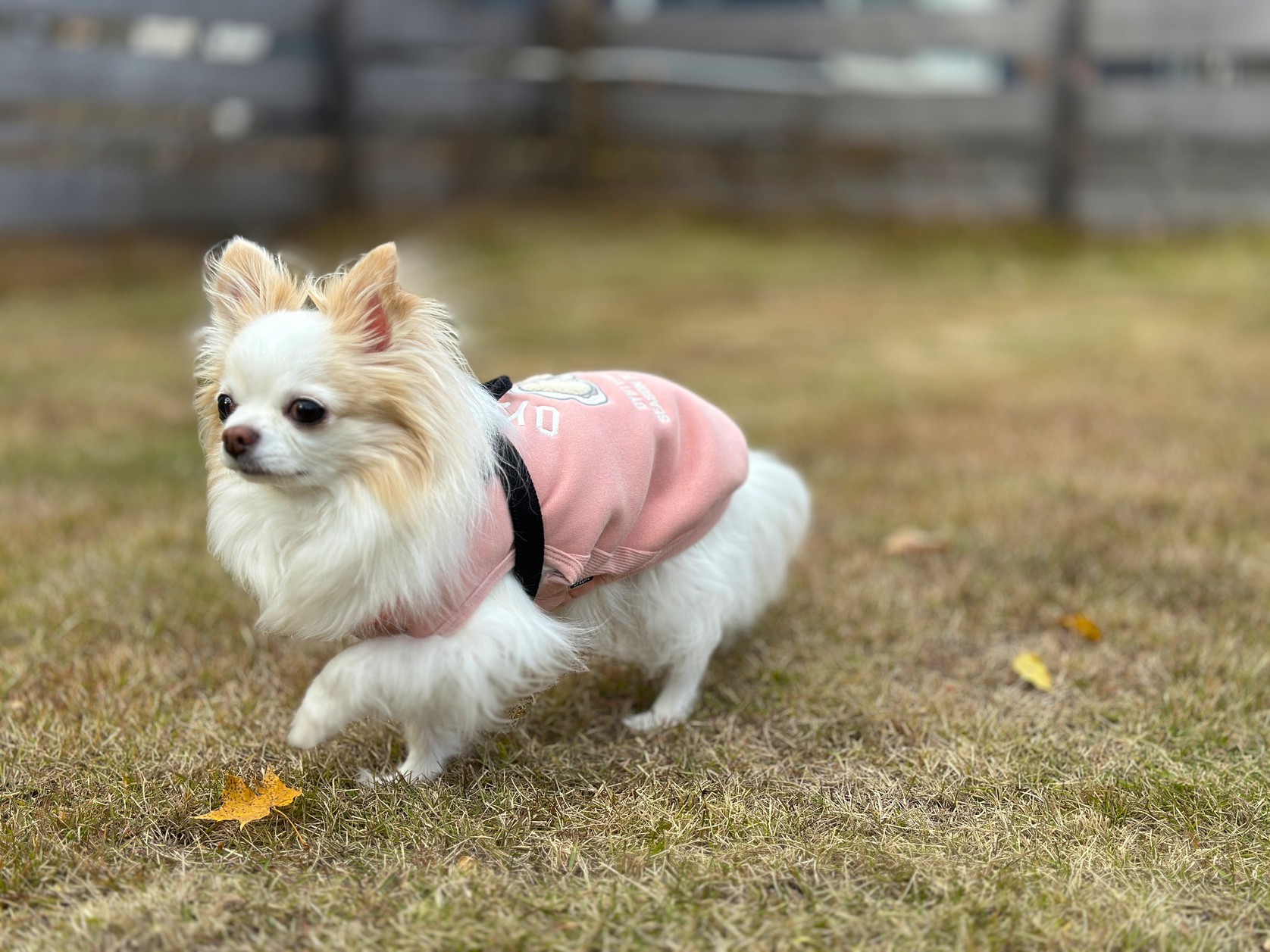 pet image 1
