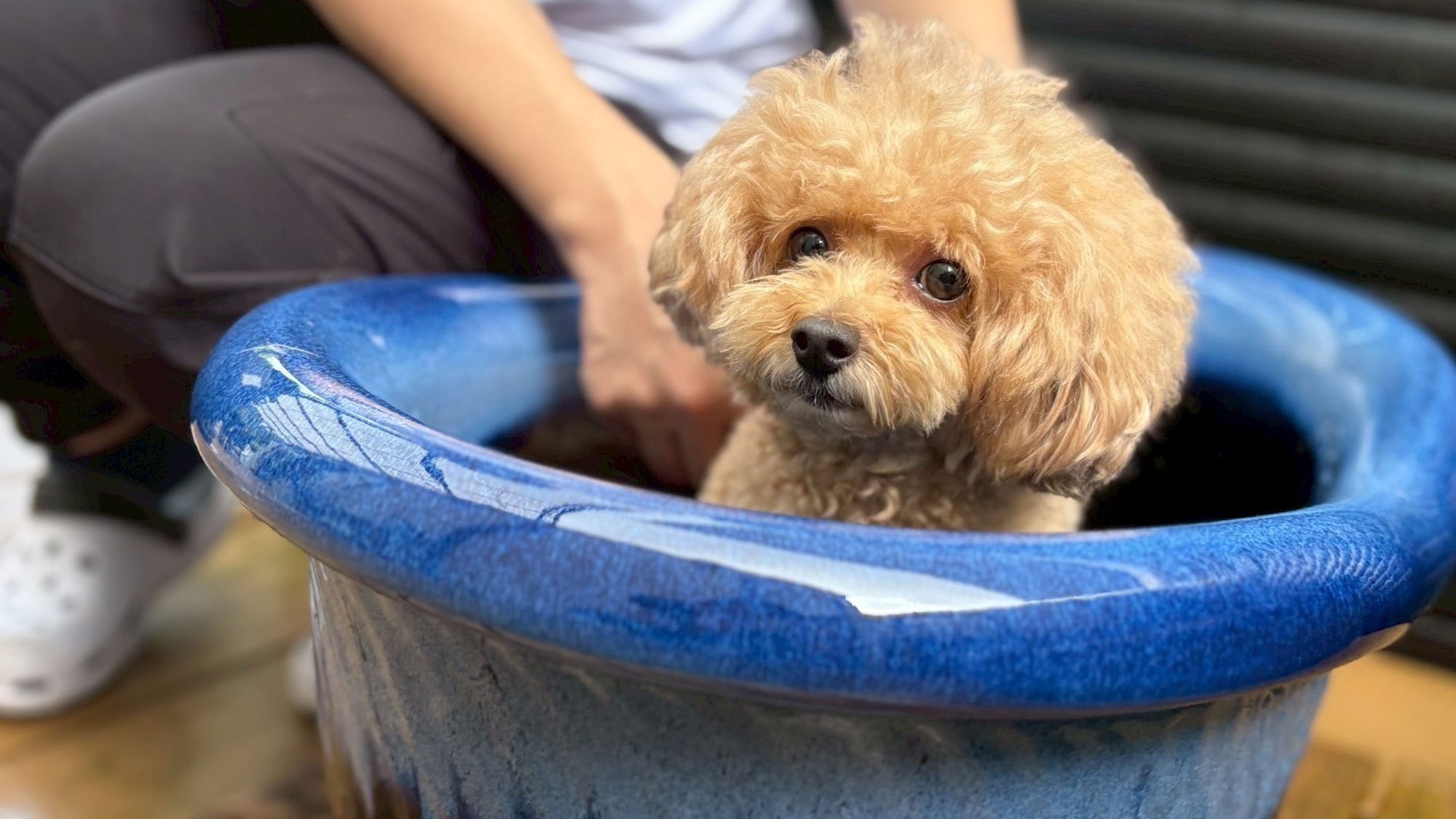 pet image 1