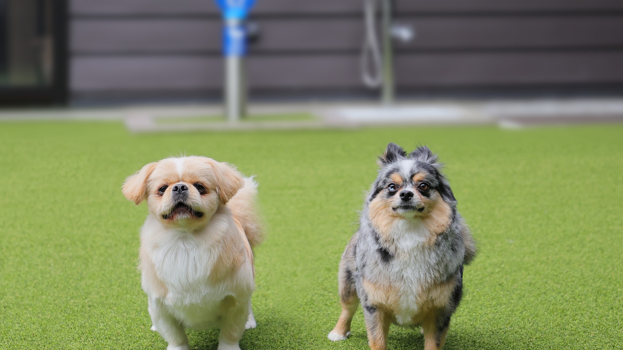 pet image 1