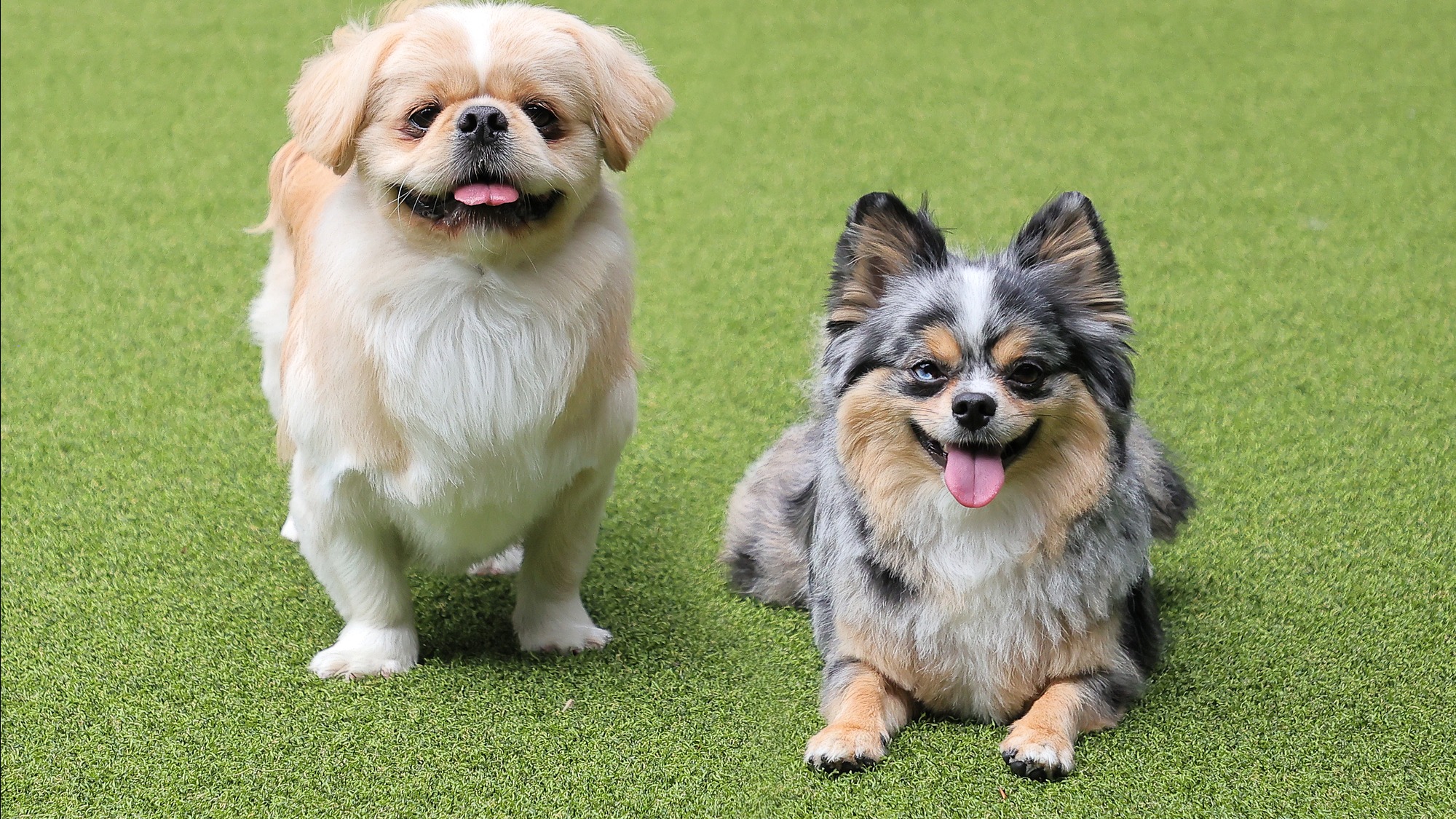 pet image 1