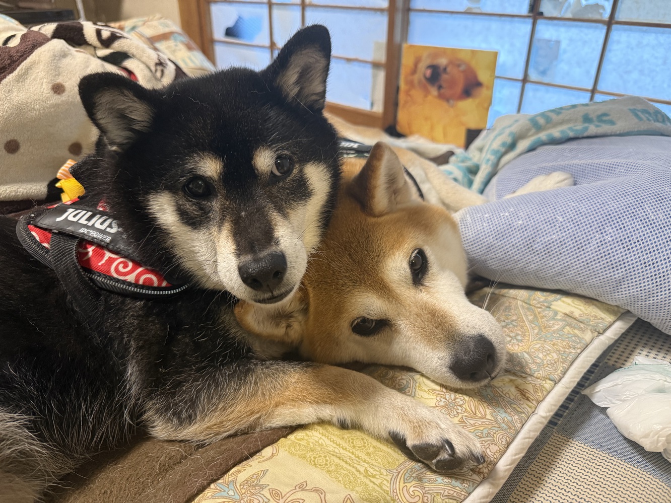pet image 1