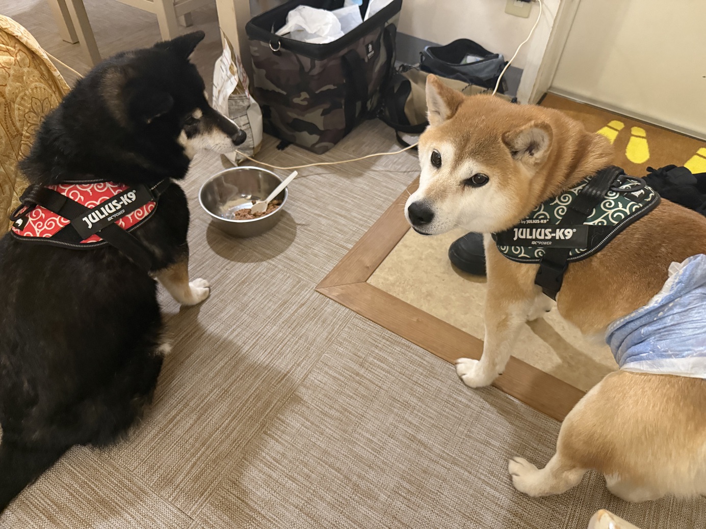 pet image 1